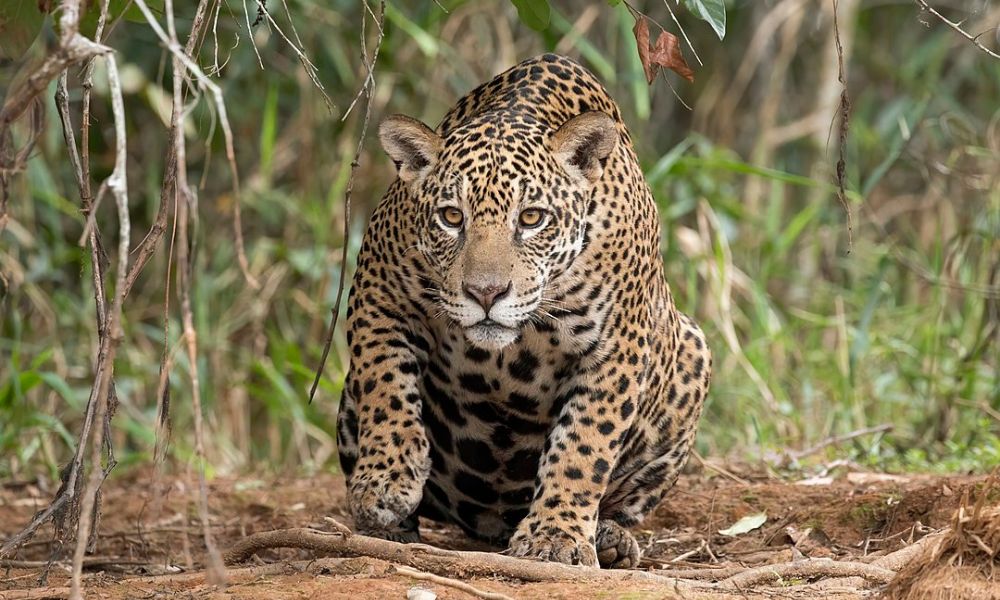 Un ejemplar en la naturaleza, durante el Día Internacional del Jaguar.