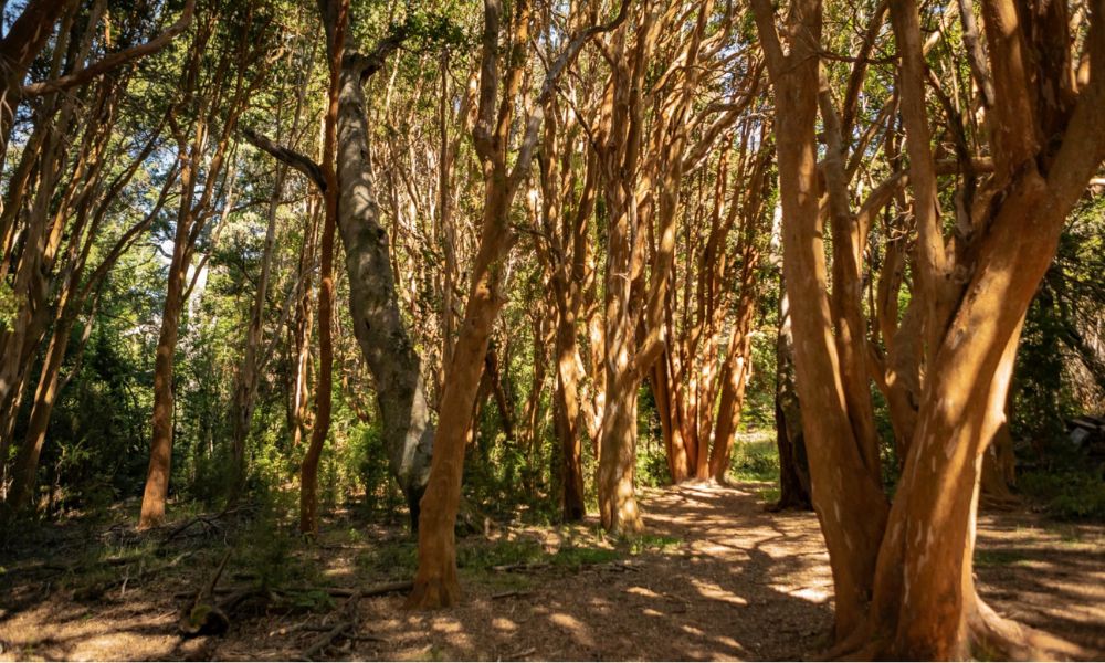 Parque Nacional Los Arrayanes, en Neuquén