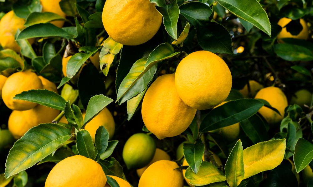 Cuántos limones da un limonero por año