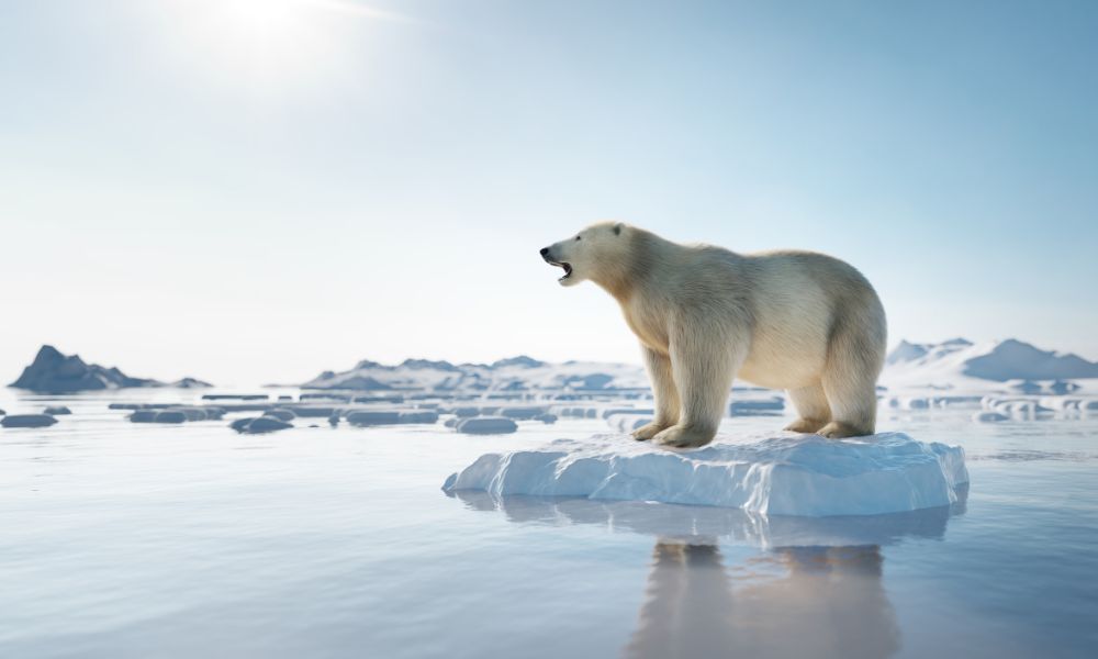 Oso polar en el océano más frío del mundo