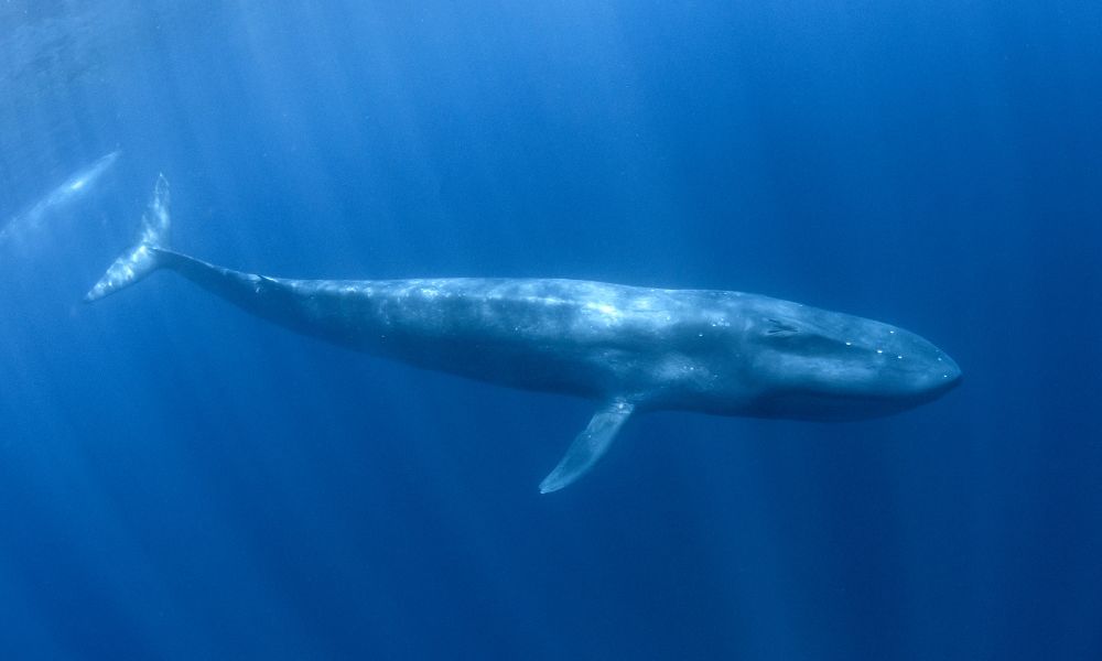 océano y un mamífero gigante nadando