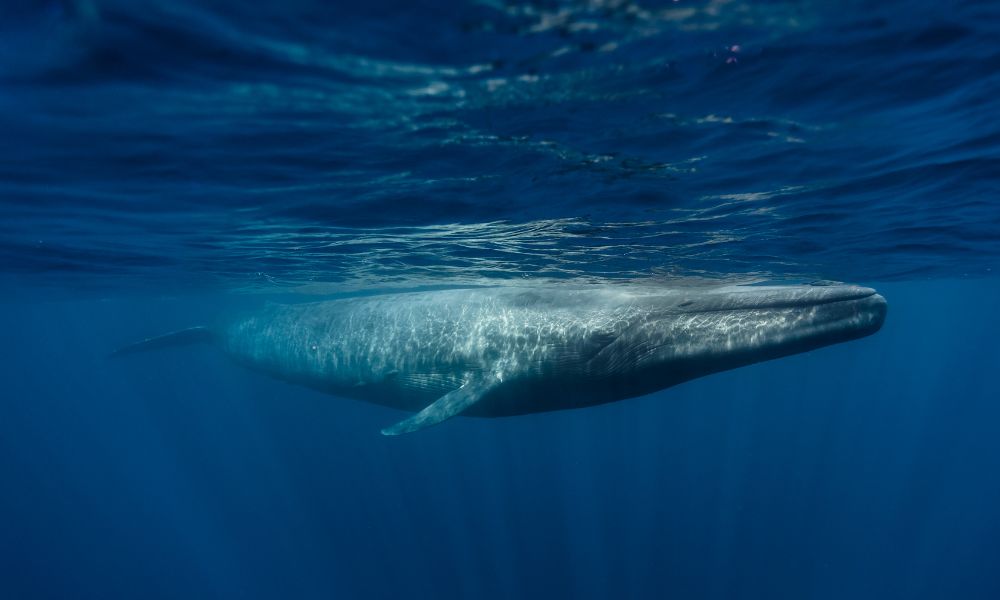 ballena azul