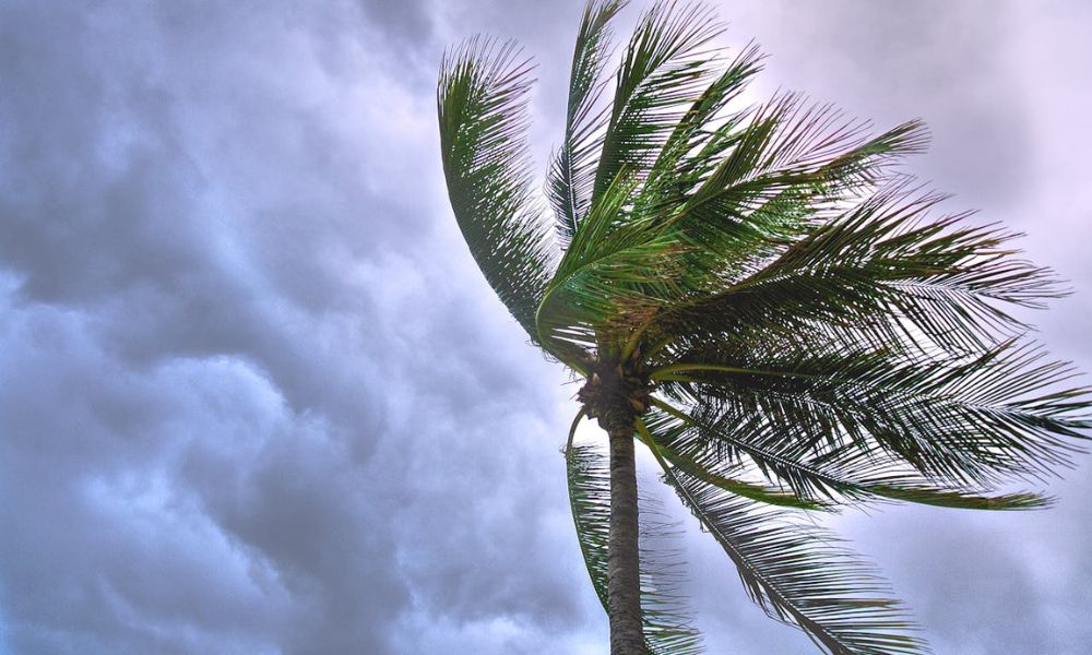 Efectos del viento de la tormenta tropical Sara.