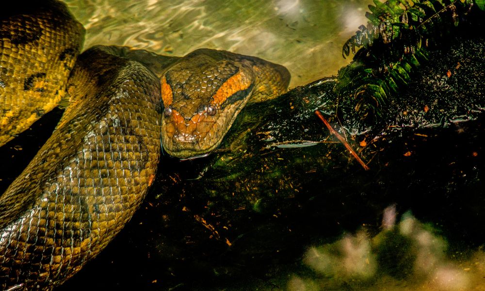 Anaconda verde en la selva