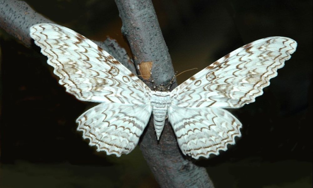 Una mariposa emperador en plena noche.