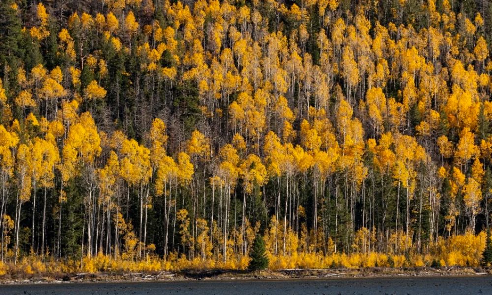 Pando colonia de árboles en Estados Unidos