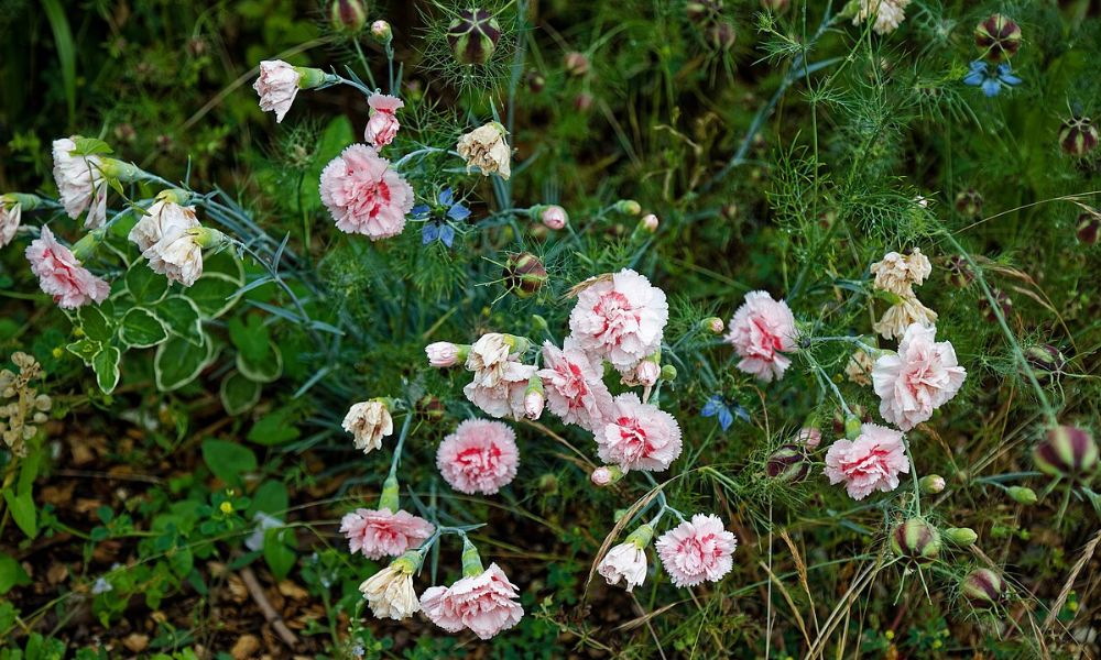 Uno de los colores de la flor nacional de España.