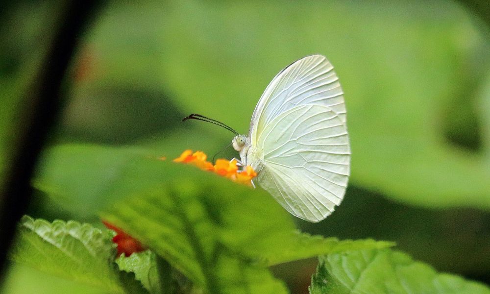 Aspecto de la mariposa blanquita.