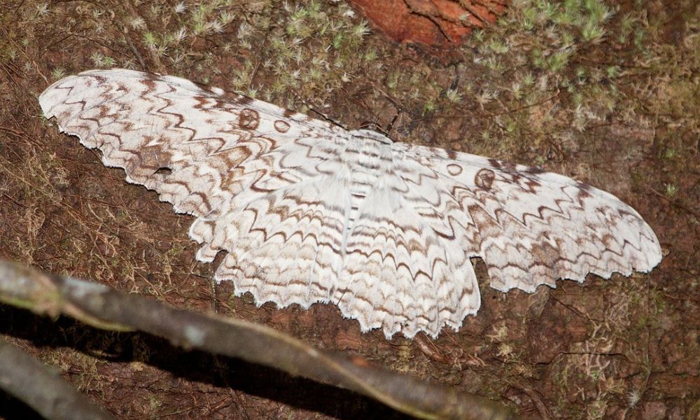 Aspecto de una mariposa emperador.