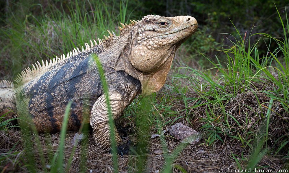 Aspecto de una iguana Cayman Brac.