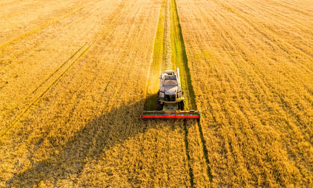 Campo de cultivo de cereal