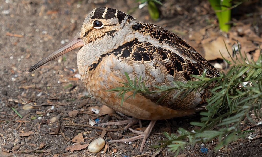 Características del pájaro más lento del mundo.