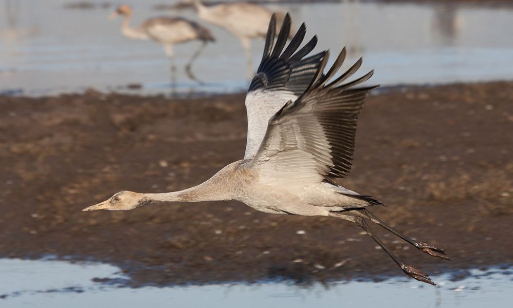 Grulla común, un ave que también resalta por su altura de vuelo.