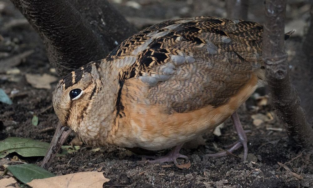 Aspecto del pájaro más lento del mundo.