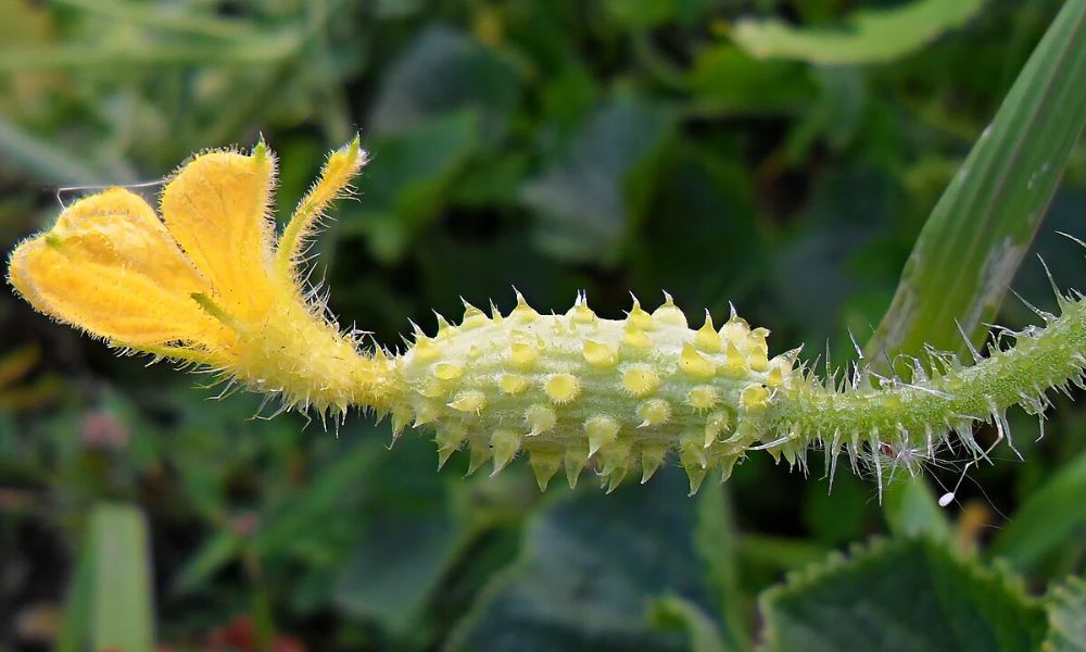 El pepino cornudo africano en desarrollo.