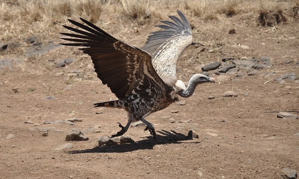 Aspecto de un buitre de Ruppell, el ave con la altura de vuelo máxima.