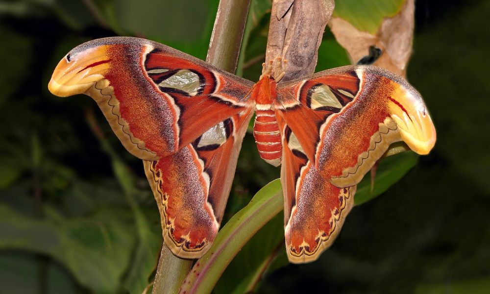 Aspecto de la mariposa atlas.