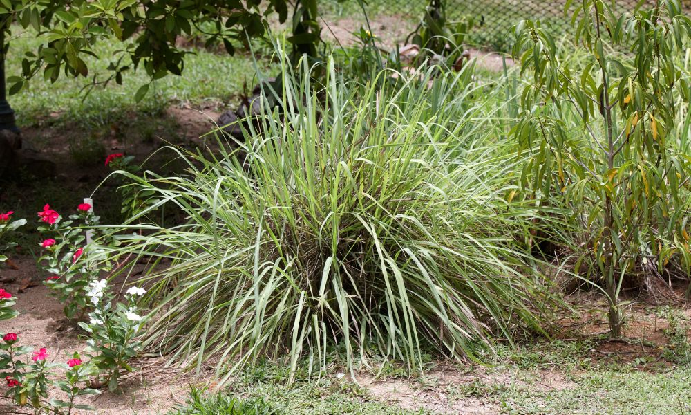 Usos de la citronela