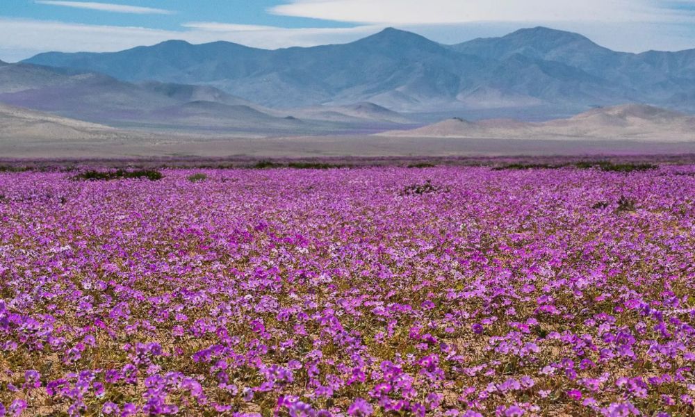 Miles de flores coloridas en el desierto más seco del mundo