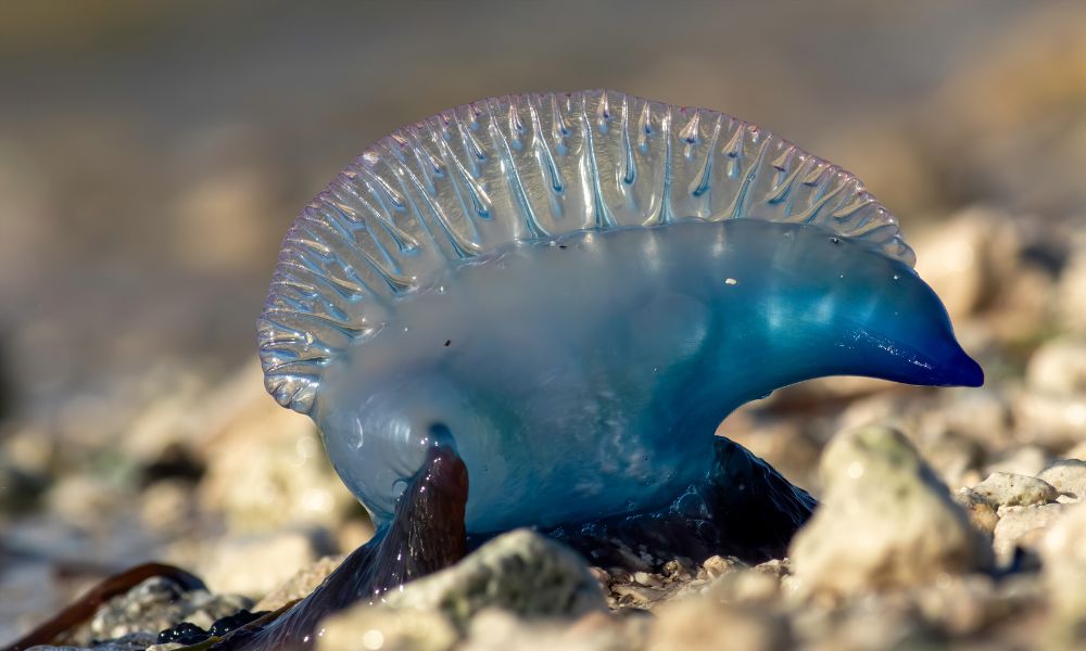 Portuguese Man O' War, el organismo colonial de zooides