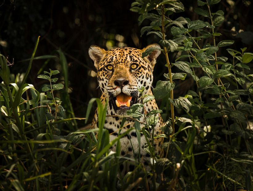 dia-internacional-del-jaguar