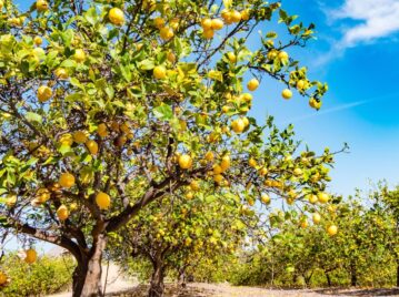 Cuántos limones da un limonero por año