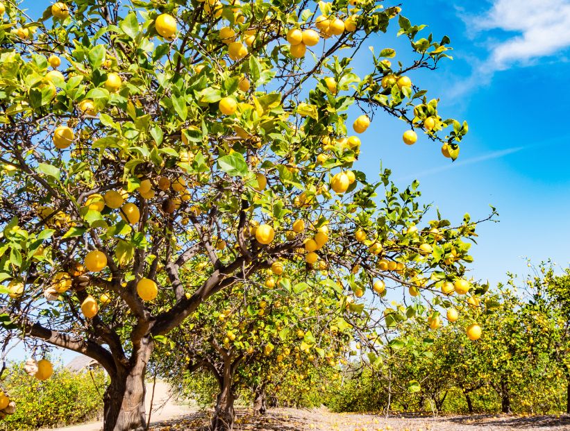 Cuántos limones da un limonero por año