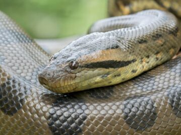 serpiente constrictora más grande del mundo