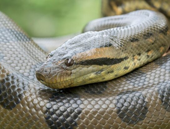 serpiente constrictora más grande del mundo