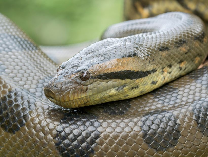 serpiente constrictora más grande del mundo