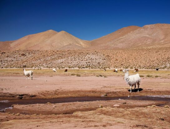Desierto de Atacama: el sorprendente sitio de Sudamérica donde no llovió por cuatro siglos