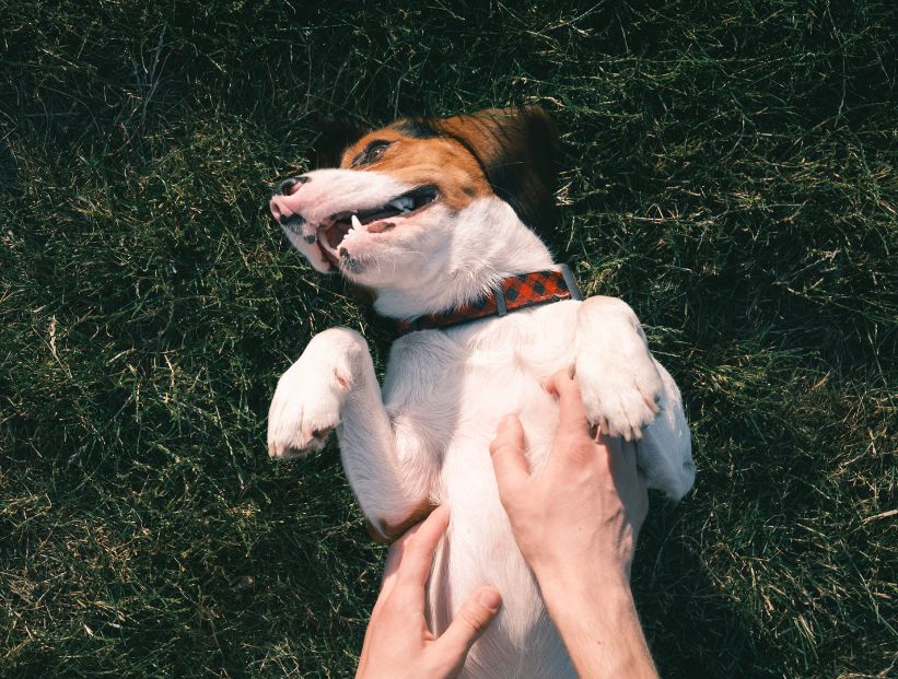 persona rascandole la panza a un perro en el pasto