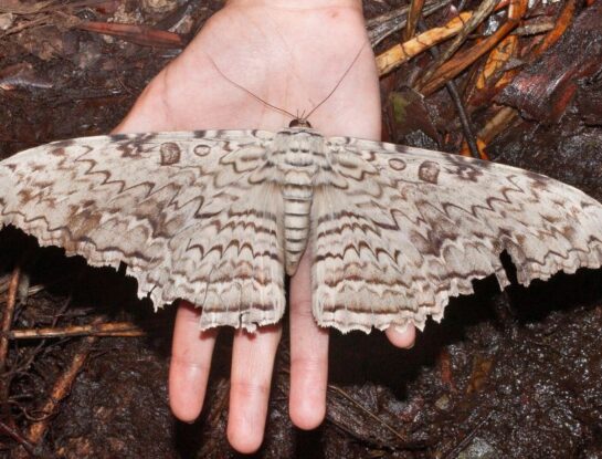 Emperador: la gigantesca mariposa que solo habita en Latinoamérica