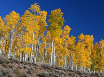 Pando, la colonia de árboles que es el ser vivo más longevo y grande del planeta