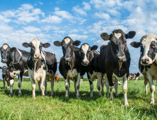 ¿Por qué las vacas son sagradas en India?