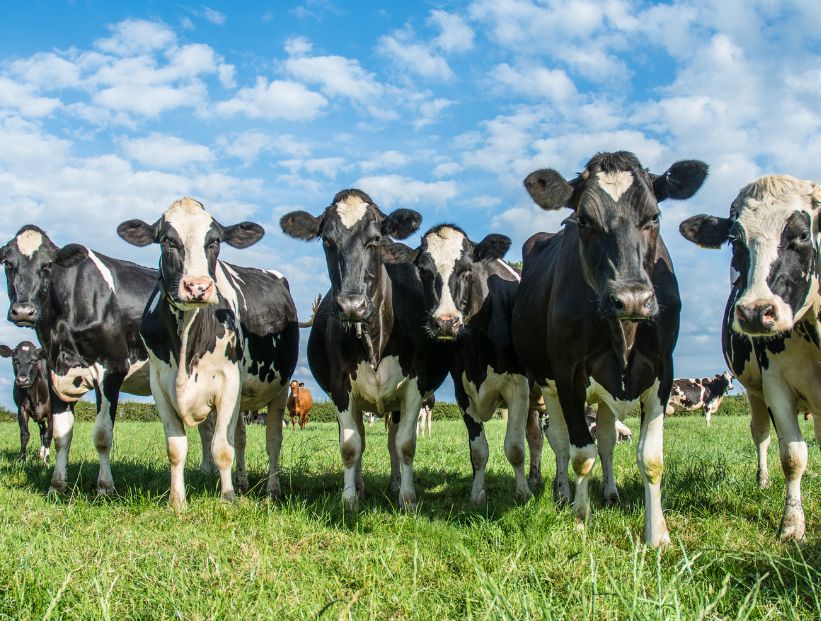 Por qué las vacas son sagradas en la India