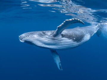 ballena azul