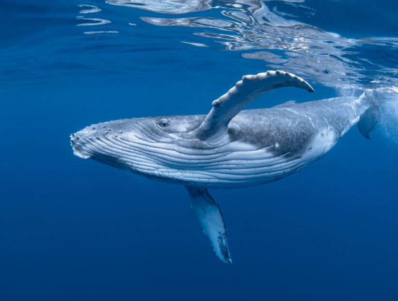 ballena azul