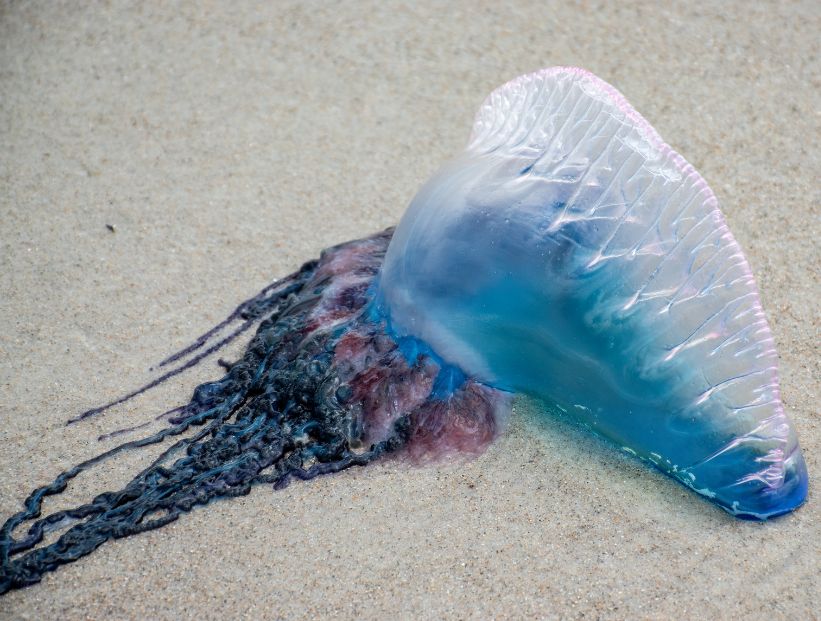 Portuguese Man o' War, la "medusa" que es un organismo colonial