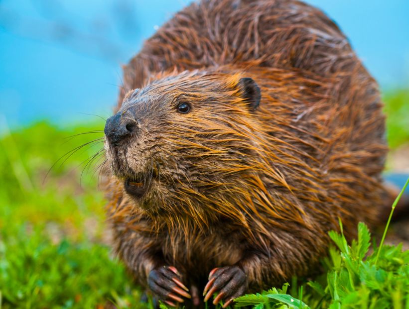 Castores en Tierra del Fuego