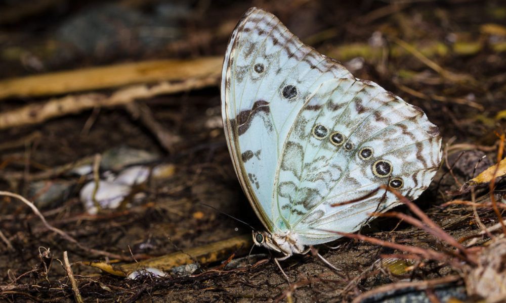 insecto con alas celestes