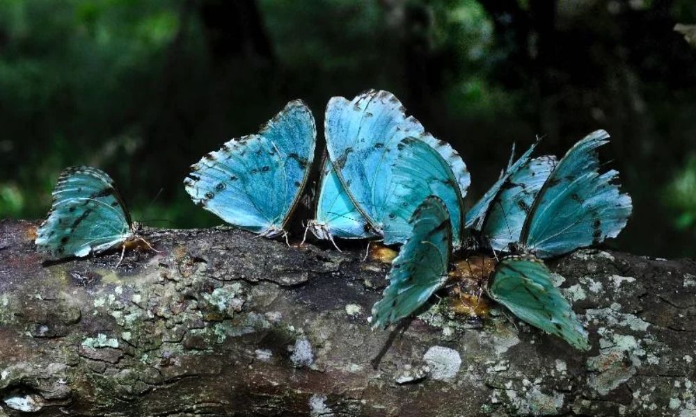 mariposas bandera argentina