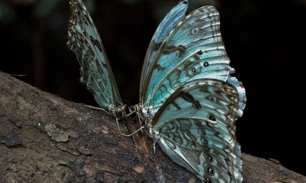 mariposa bandera argentina