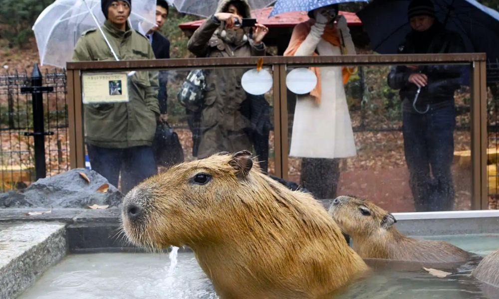 carpinchos bañándose en japón