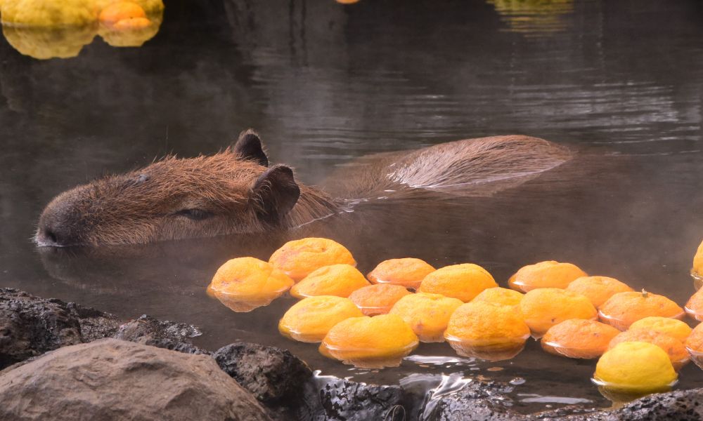 capibara bañándose con limones a su alrededor