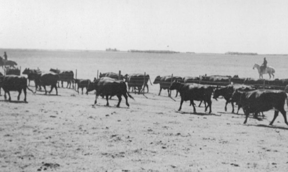 vacas en argentina foto vieja