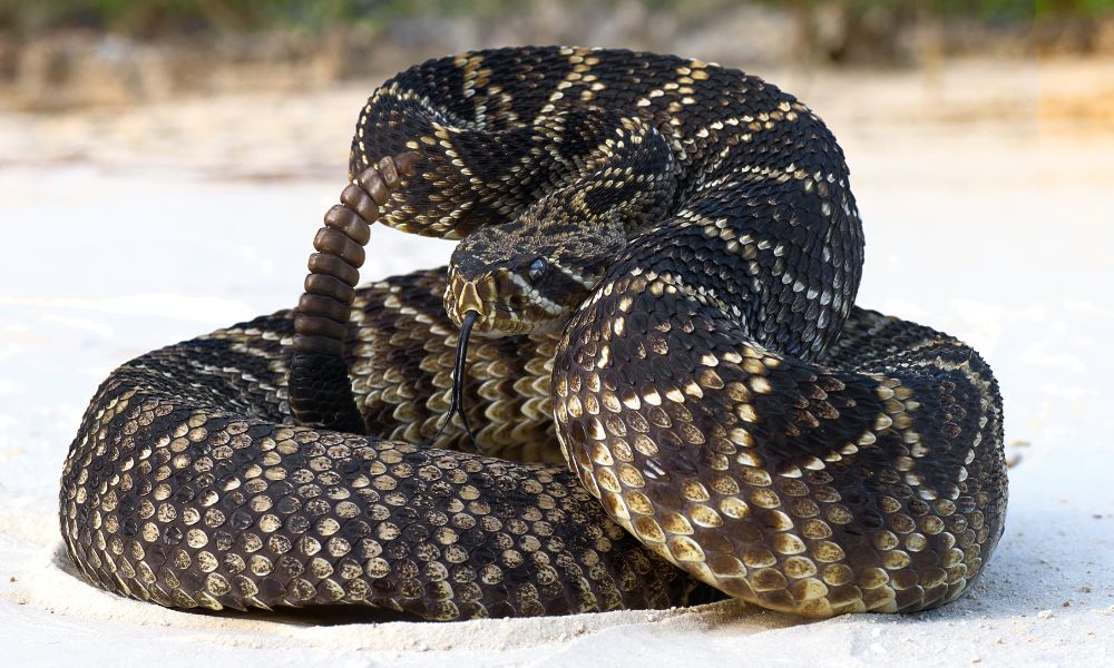 serpiente enrollada