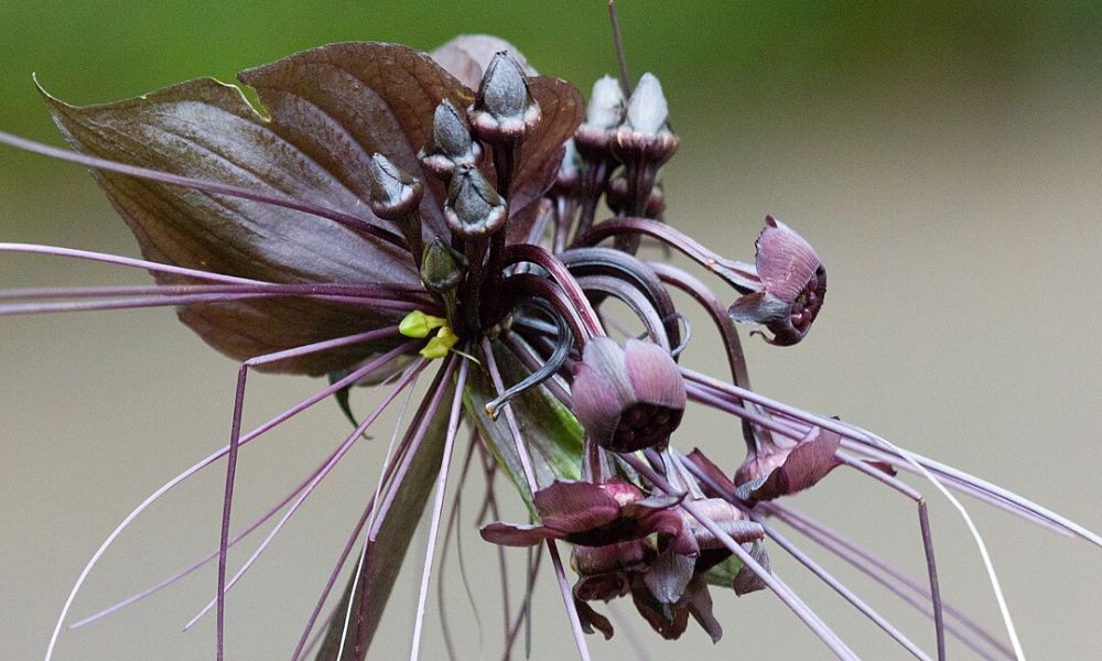 Aspecto de una flor de murciélago.