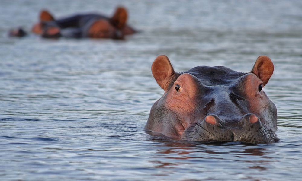 hippos underwater