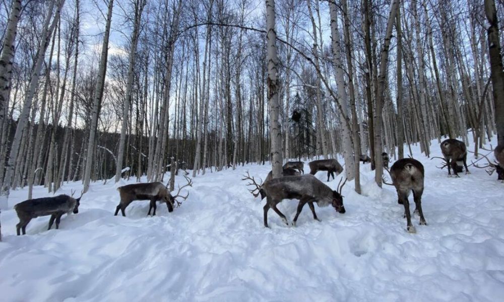 Renos en la nieve en la ciudad más fría de estados unidos